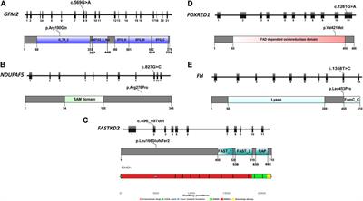 Expanding the genetic spectrum of mitochondrial diseases in Tunisia: novel variants revealed by whole-exome sequencing